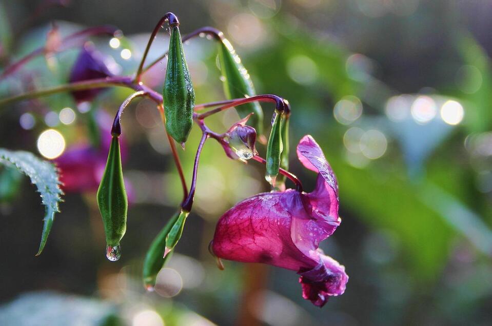 Neophyt Blüte