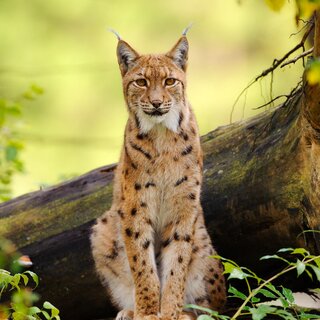 Luchs