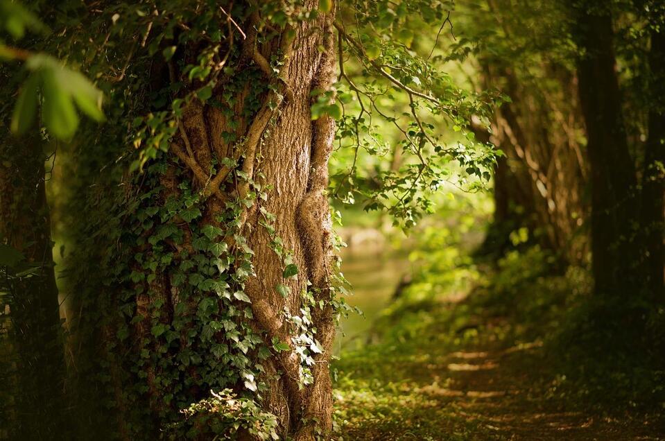 Wald-Ton - Impression #1