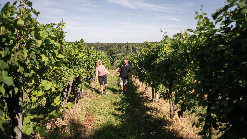 Weinberg | © © Kump Photography