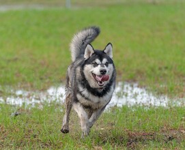 Hund1 | © © Stadtgemeinde Feldbach