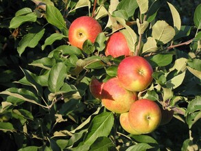 reife Äpfel | © Lederer Sepp