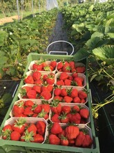 Ab-Hof-Verkauf_Erdbeeren_Oststeiermark | © Abhofverkauf Marillensepp