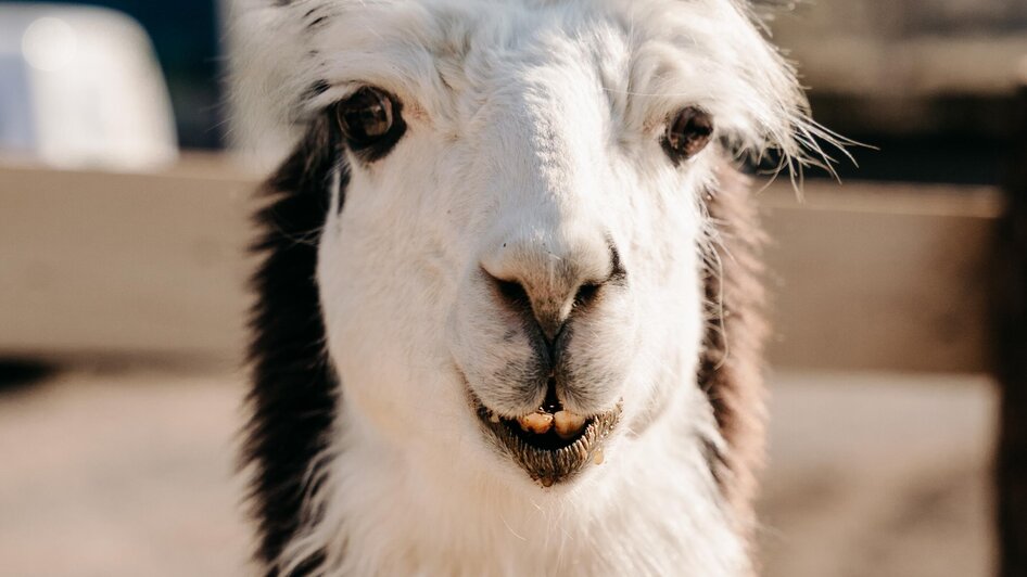 Lama Solero | © Alpakas und Lama zum Grünen See