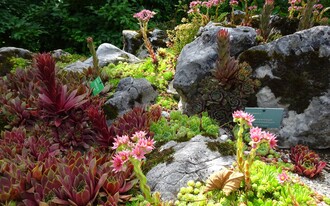 Alpengarten, Bad Aussee, robuste Alpenblumen | © Anna Steiner