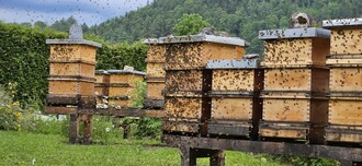 Bienenstöcke