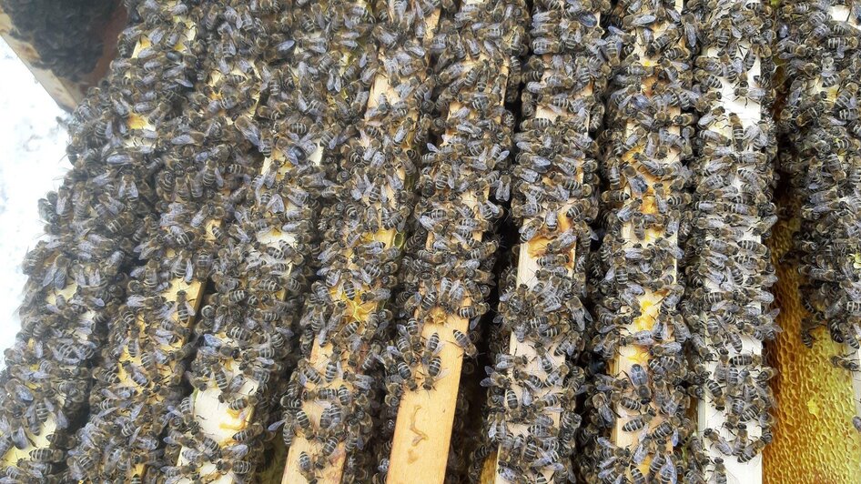 Offener Bienenstock | © Bio Imkerei s'Honigglasl