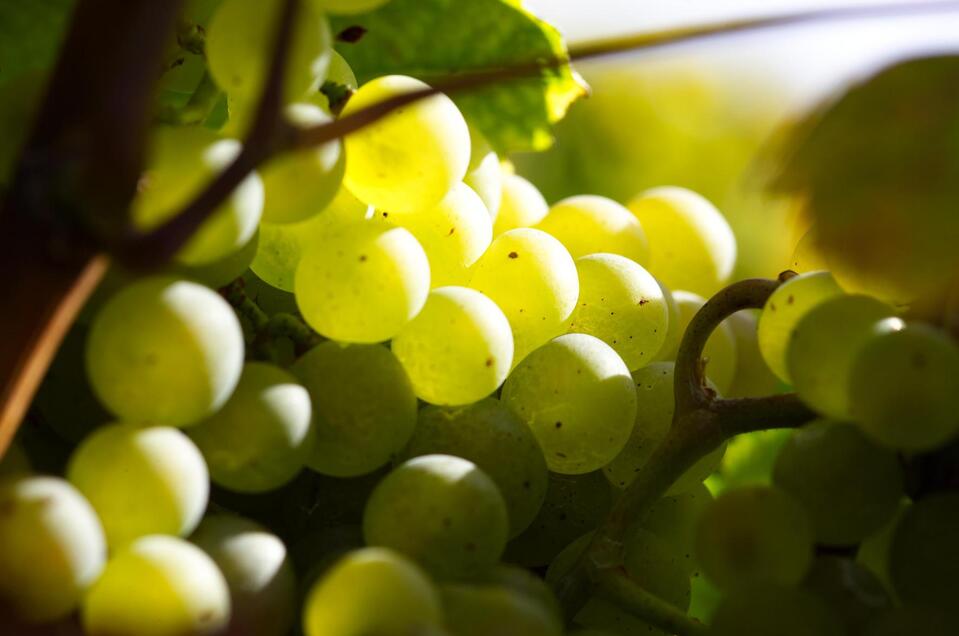 wine tavern Haid in St. Peter/O. - Impression #1 | © Thermen- & Vulkanland