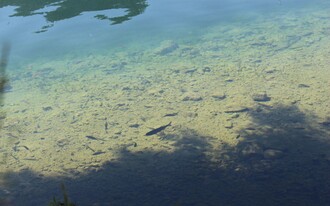 Fischen, Grundlsee, Fische im See | © Viola Lechner