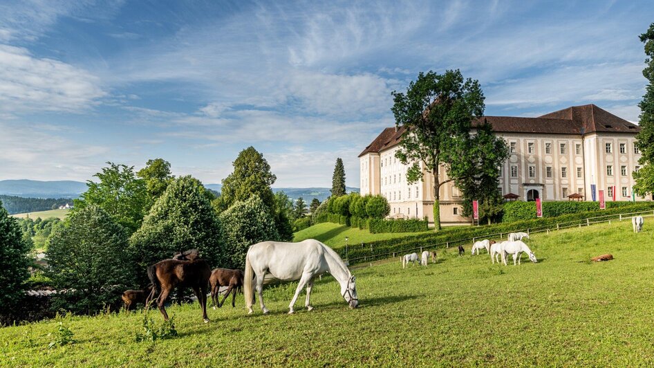Lipizzanergestüt Piber_1 | © Lipizzanerheimat-Die Abbilderei