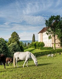 Lipizzanergestüt Piber_1 | © Lipizzanerheimat-Die Abbilderei | © Lipizzanerheimat-Die Abbilderei