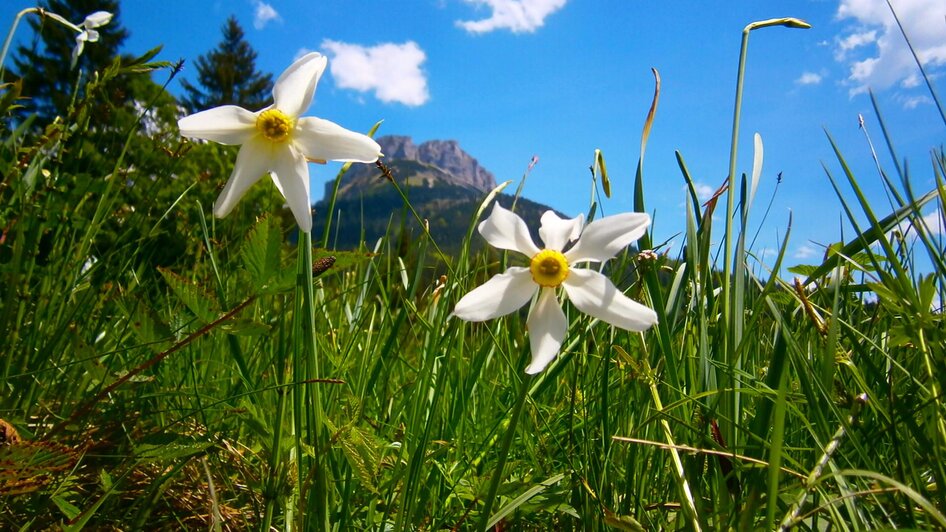 Narzissen am Loser in Altaussee | Loser Bergbahnen/M. Raich | © Loser Bergbahnen/M. Raich Narzissen am Loser in Altaussee | © Loser Bergbahnen/M. Raich