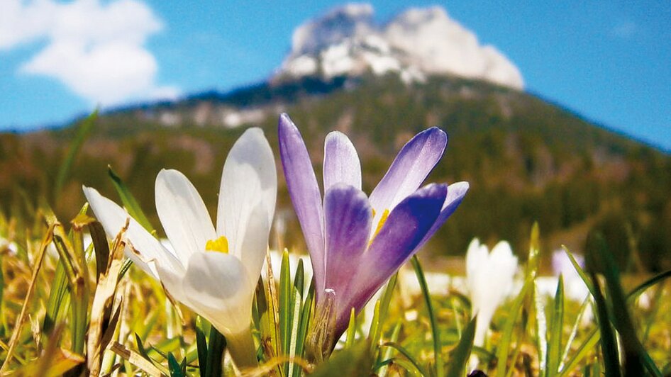Frühling am Loser in Altaussee | Loser Bergbahnen/M. Raich | © Loser Bergbahnen/M. Raich Frühling am Loser in Altaussee | © Loser Bergbahnen/M. Raich