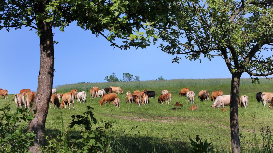 Rinder beim Mostwirtshaus Riebenbauer | © Kräuterregion Wechselland / Oststeiermark Tourismus