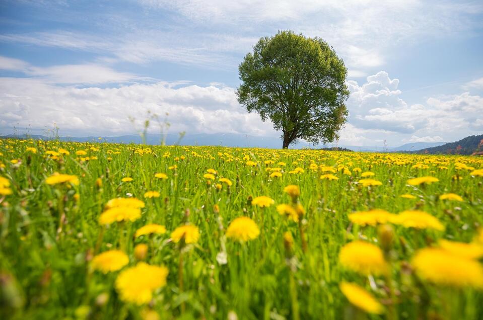 Nature park Zirbitzkogel-Grebenzen - Impression #1 | © Tourismusverband Murau