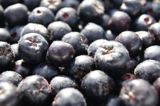 Nickls Aronai_Berries_Eastern Styria | © Nickl's Aronia