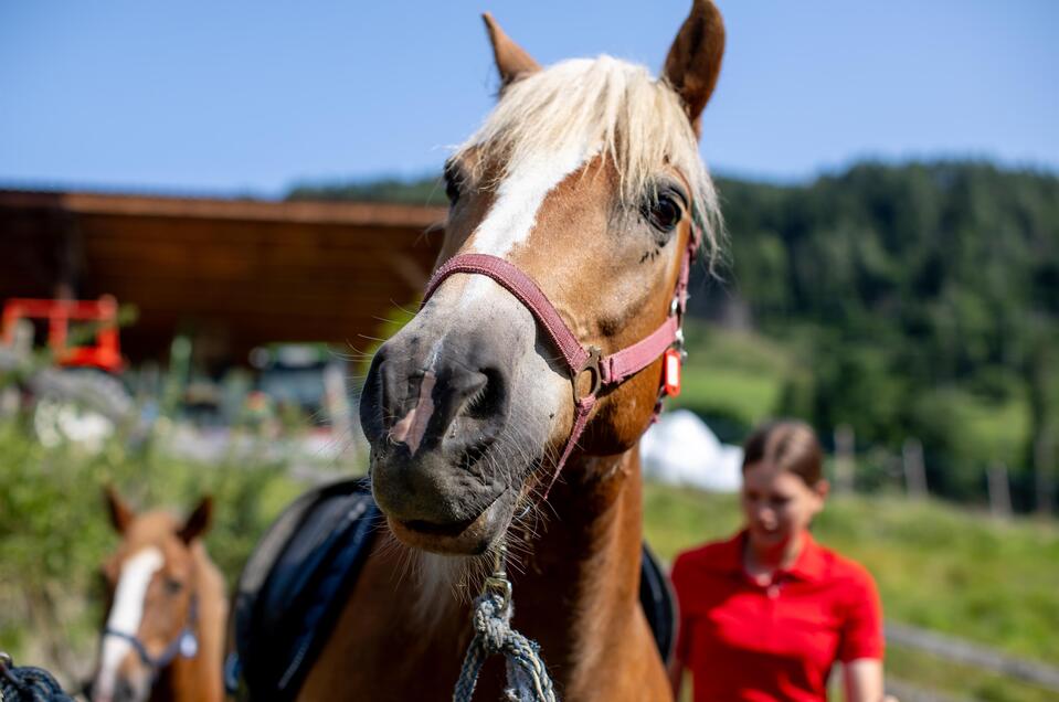 Pferdehof Jessner - Impression #1 | © Tourismusverband Murau