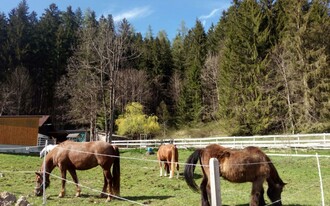 Ceipek horses | © TVB Ausseerland Salzkammergut/Johanna Provatopoulos