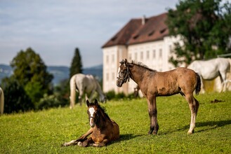 Lipizzanerheimat | © © Lipizzanerheimat-Die Abbilderei