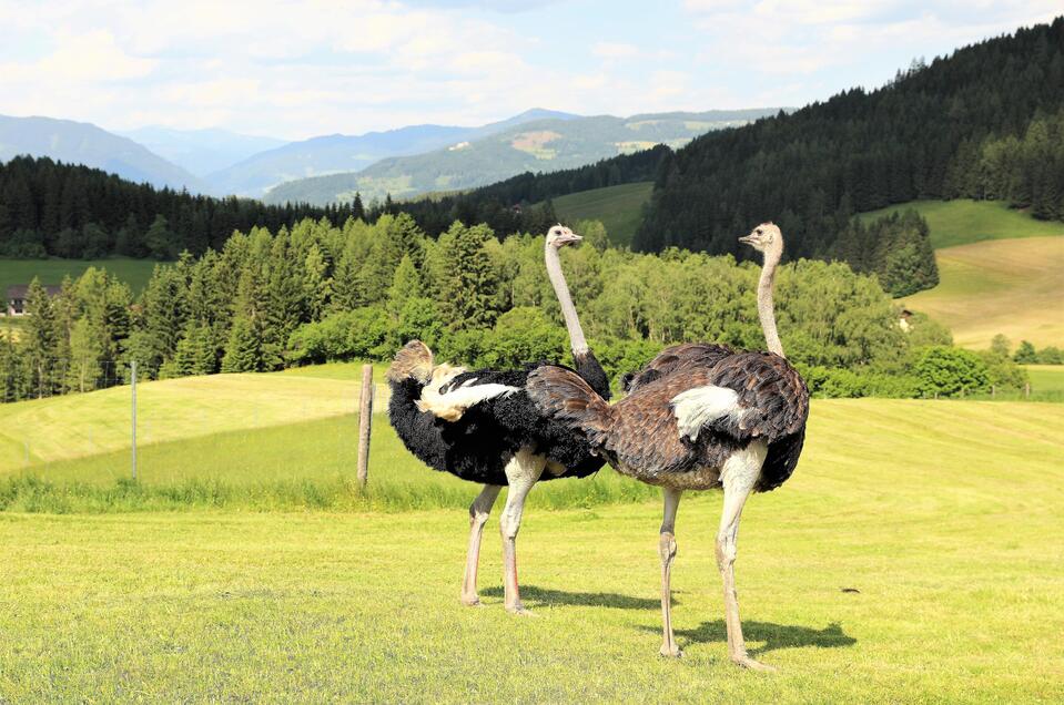 Ostrich farm Wallner - Impression #1 | © Straußenhof Wallner