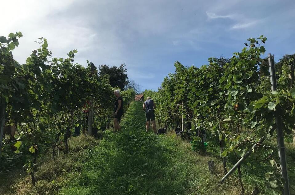 Viticulture Hutterer - Impression #1 | © Michael Hutterer