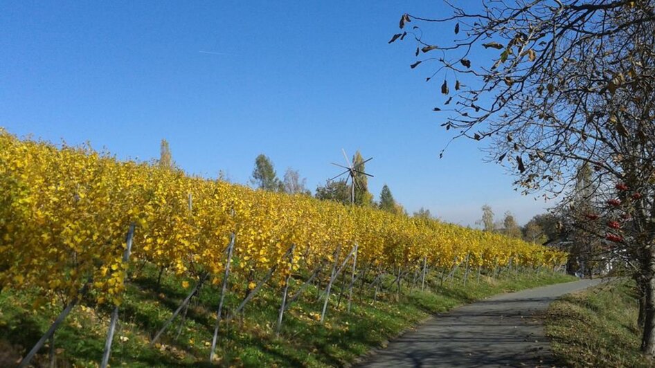 Weingut Kuntner Weingarten | Thomas Kuntner | © Weingut Kuntner l Thomas Kuntner Weingut Kuntner Weingarten | © Weingut Kuntner l Thomas Kuntner