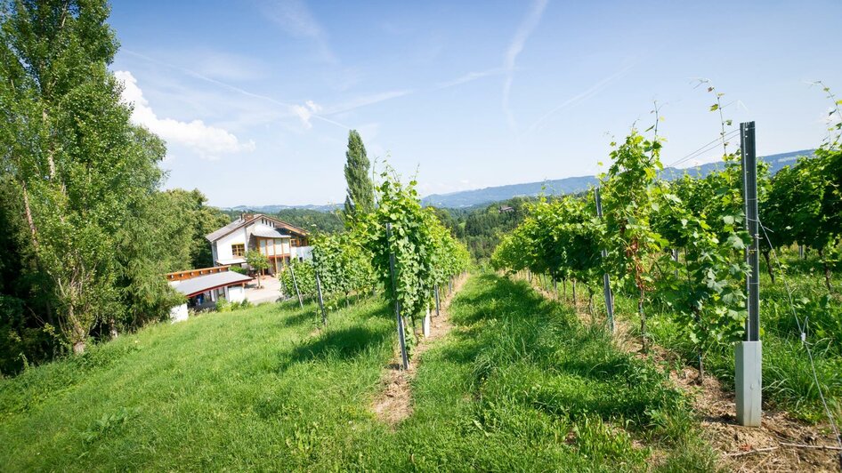 Weingut Kuntner Weingartenanlage | Thomas Kuntner | © Weingut Kuntner l Thomas Kuntner Weingut Kuntner Weingartenanlage | © Weingut Kuntner l Thomas Kuntner