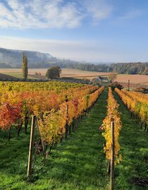 Herbst Aunberg | © Weinhof Thurner-Seebacher | © Weinhof Thurner-Seebacher
