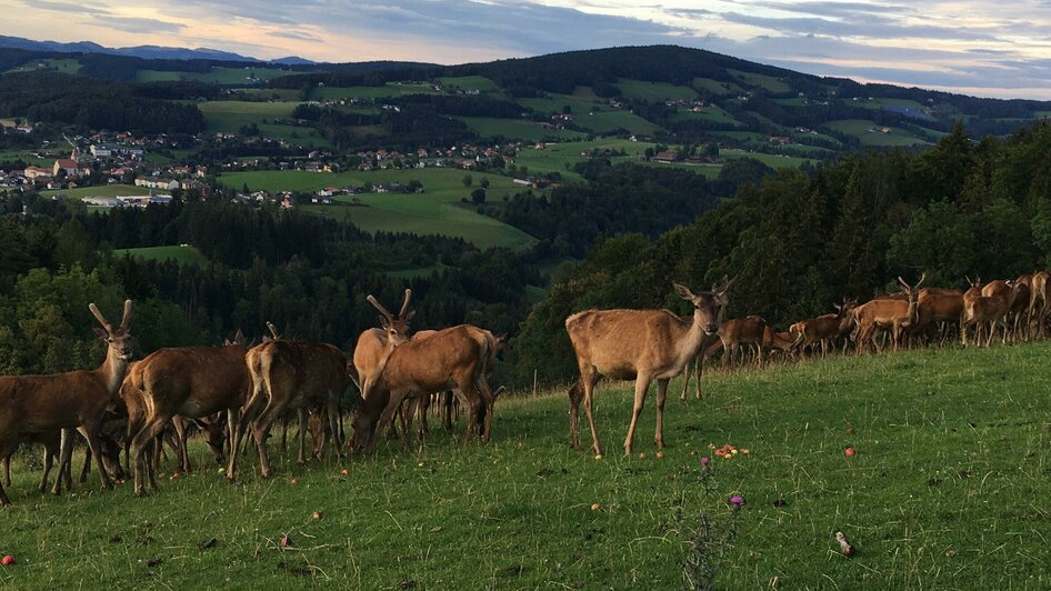 Wildspezialitäten Laban | © Jürgen Laban Wildspezialitäten Laban | © Jürgen Laban