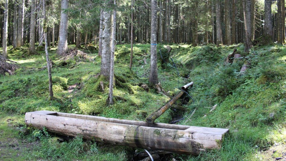 Blaa Alm, Altaussee, Brunnen mit Wald | Viola Lechner | © Viola Lechner Blaa Alm, Altaussee, Brunnen mit Wald | © Viola Lechner