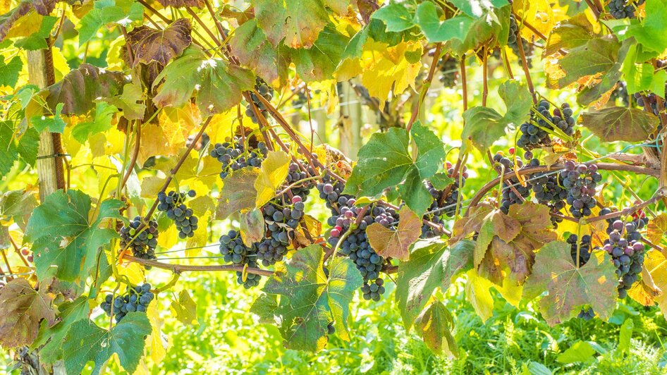 Winzertag Schönegg_Trauben Pöllau_Oststeiermark | © Helmut Schweighofer