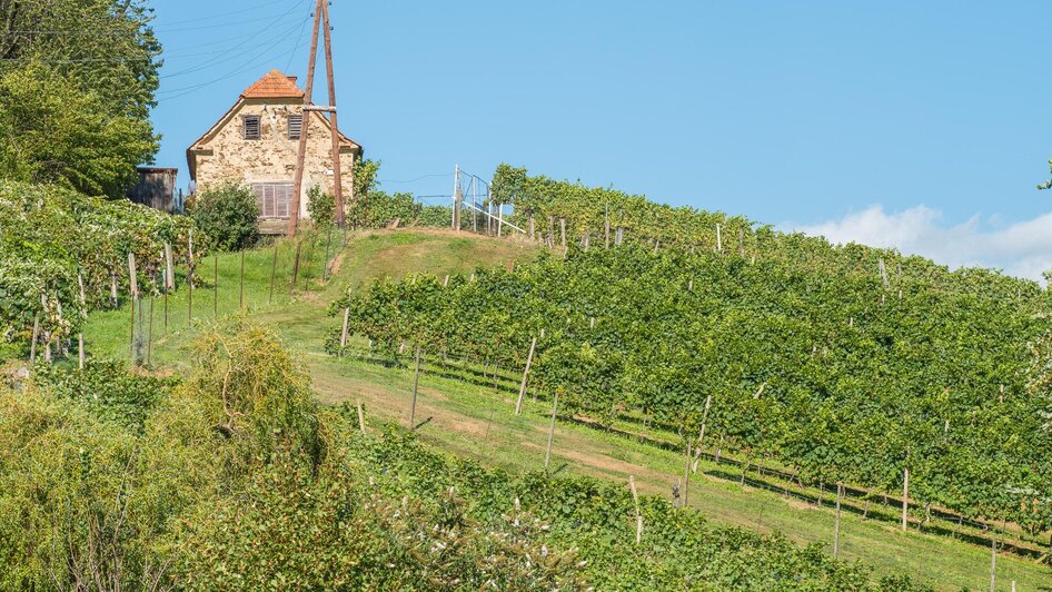 Winzertag Schönegg_Weinberg Pöllau_Oststeiermark | © Helmut Schweighofer