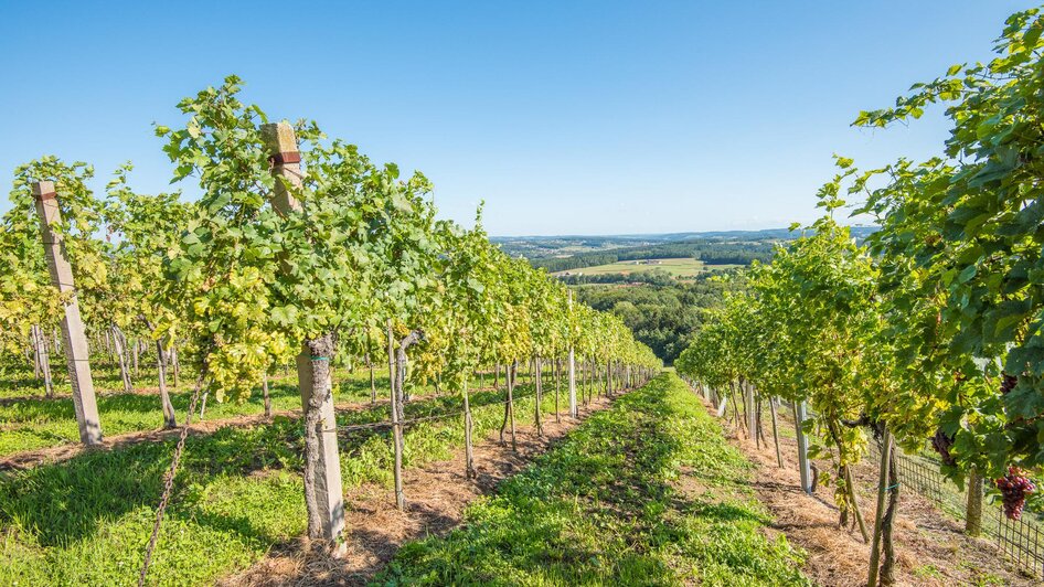 10. Schönegger Winzertag - Impressionen #2.6