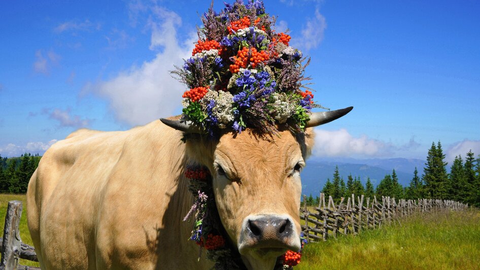 Kuh mit Kopfschmuck_Oststeiermark