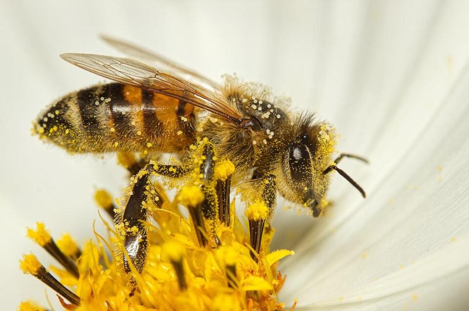 Biene bei der Arbeit | © Imkerverein Scharten