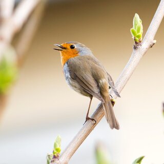 Rotkehlchen im Frühling auf einem Zweig | © Leander Khil