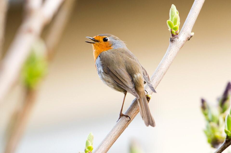 Rotkehlchen im Frühling auf einem Zweig | © Leander Khil