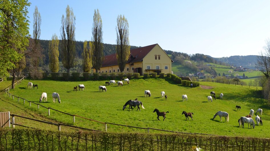 Lipizzaner Herde | © SHS