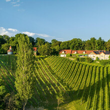 Vineyard Ried Rosenberg | © ©pixelmaker.at