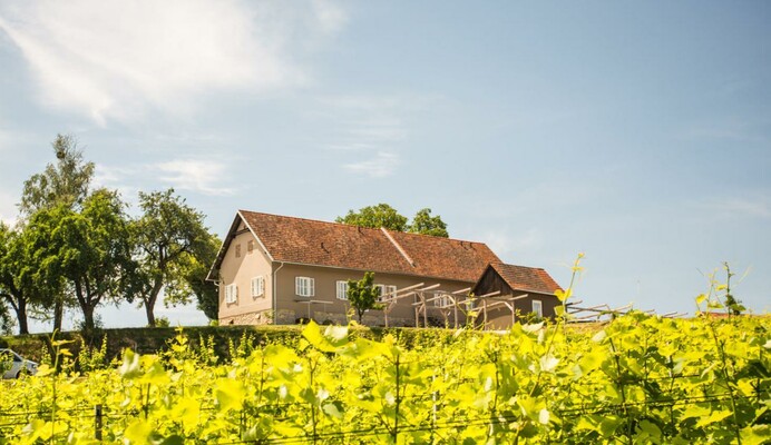 Tement Winzarei Südsteiermark | © Tement Winzarei | Manfred Tement