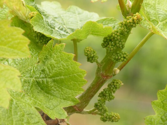 Weinblüte Juni | © Weingut Albert