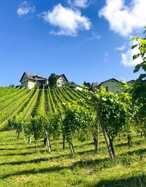 Weingut Wieser | © Weingut Wieser | Nadine Wieser | © Weingut Wieser | Nadine Wieser