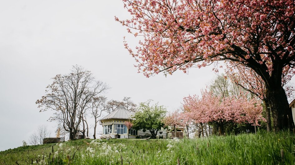 Blühende Kirschbäume umgeben ein charmantes Café auf einer Wiese.