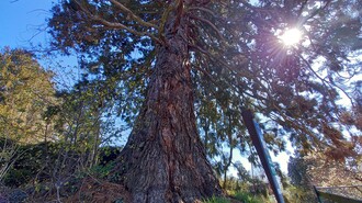 Ein großer Baum mit der Sonne, die durch die Äste scheint im Grazer Urwald. | © Graz Tourismus Information