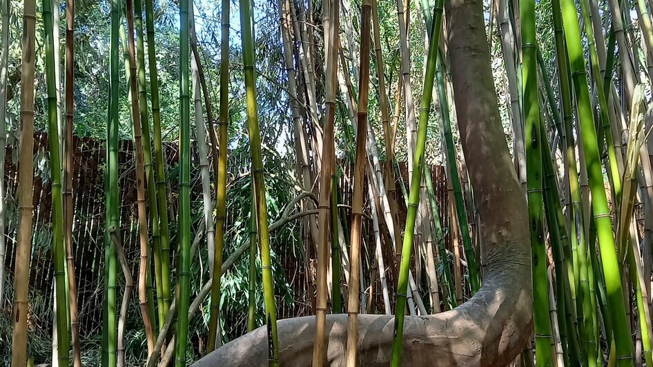 Ein gebogener Baum inmitten von aufrechtem Bambus im Grazer Urwald. | © Graz Tourismus Information