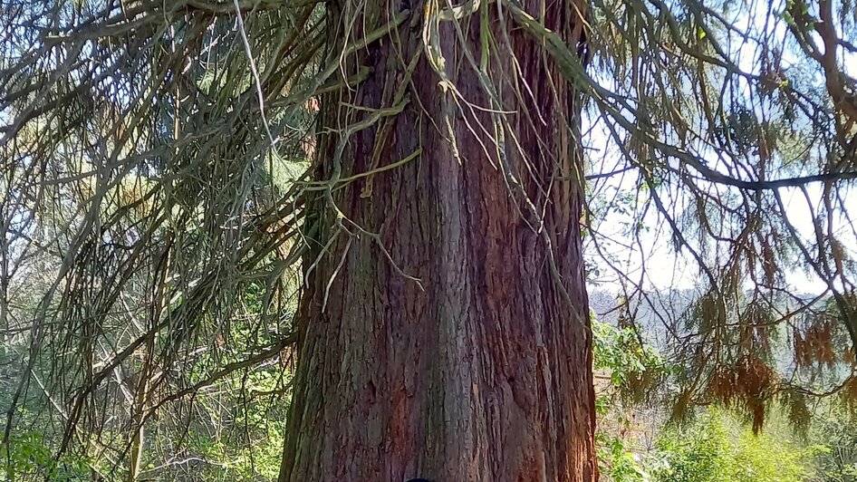 Eine Person umarmt einen großen Baum im Grazer Urwald. | © Graz Tourismus Information
