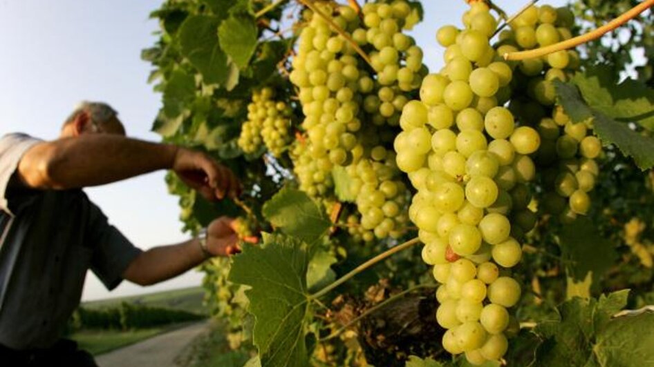 Ein Arbeiter schneidet grüne Trauben in einem Weinberg. | © Sattler