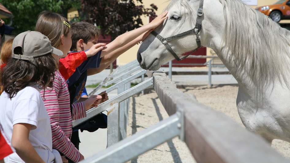Eine Gruppe von Kindern berührt vorsichtig einen Lipizzaner | © SHS-LipizzanergestütPiberGöR