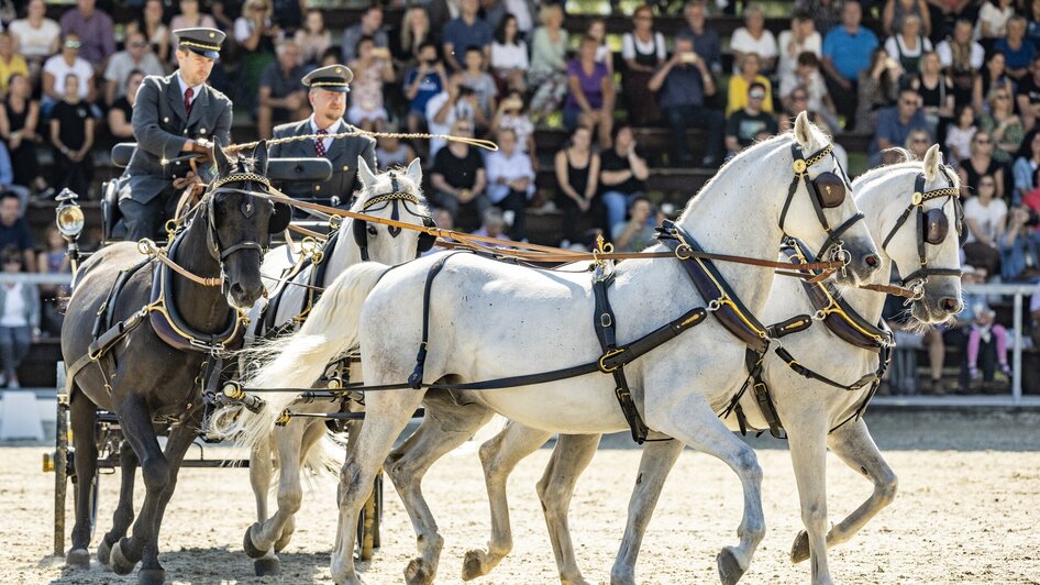 Zwei Fahrer steuern vier Pferde im Pferdetreiben vor Publikum. | © SHS-LipizzanergestütPiberGöR - René van Bakel