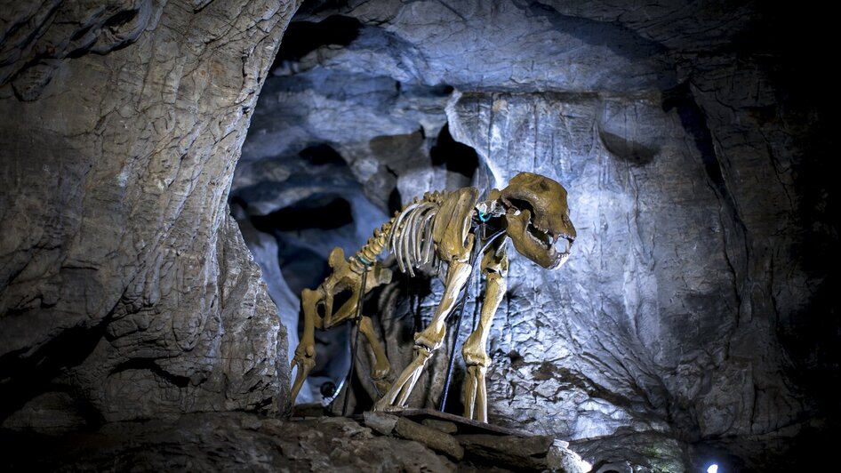 Skelett eines prähistorischen Tieres in der Lurgrotte Peggau beleuchtet von Scheinwerfern. | © Region Graz - Tom Lamm